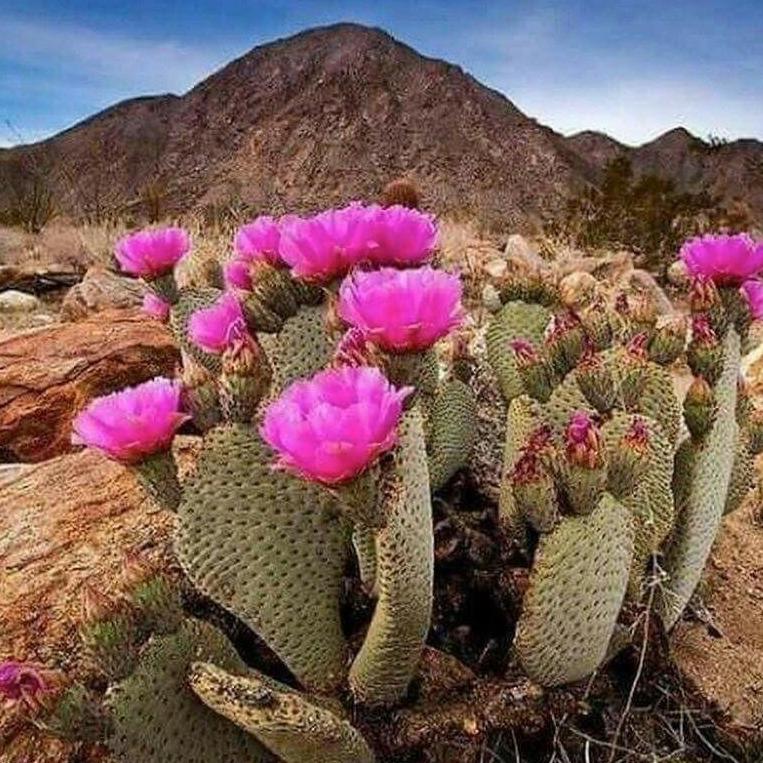 Baja Cactus Blossom Type Aloe & Olive Soap Bar