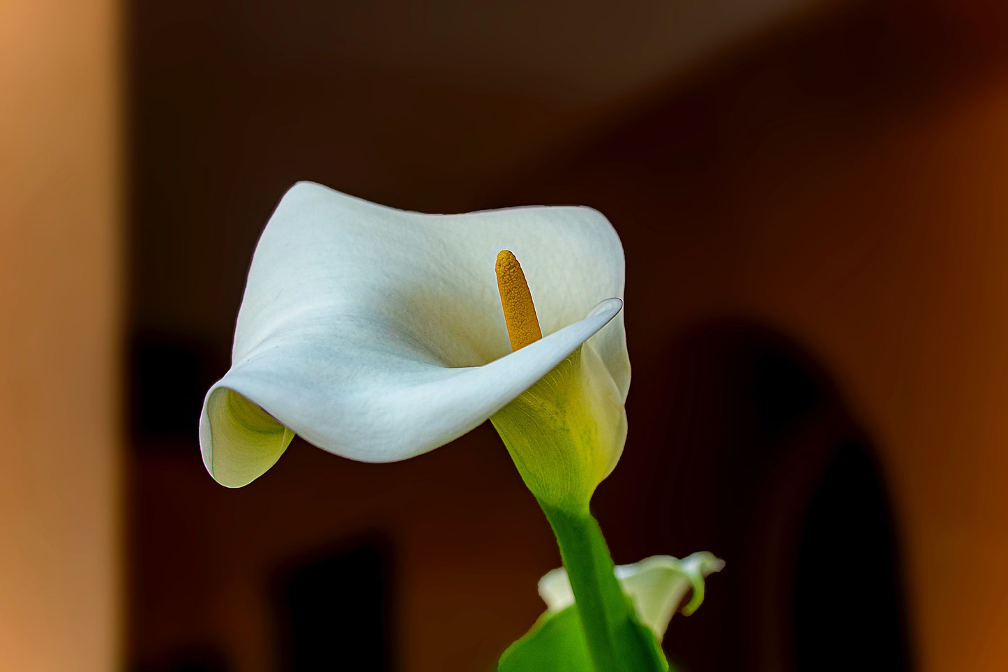 Calla Lily Premium Clear Soap Bar